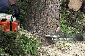 Leaf Removal in Jenkintown, PA